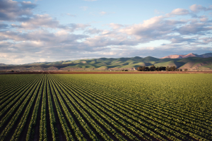 Landwirtschaft