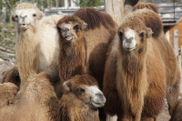 Naturschutz-Tierpark-Dresden