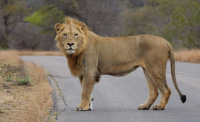 Safari in Tansania, welche Orte sollte man wÃ¤hlen und wie kann man sie organisieren?